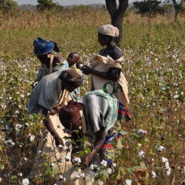 The Mushion textile value chain